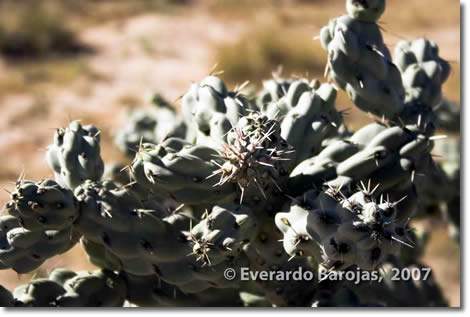 La planta por la que los habitantes se llaman choyeros. La Choya en el desierto del VizcaÃ­no.