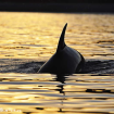 Los delfines suelen pescar cerca de la orilla en los atardeceres. A menudo hacen varias pasadas debajo de mi kayak cuando se dan cuenta de mi presencia.