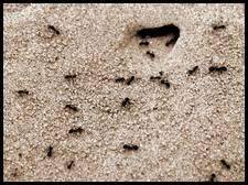 Hormigas que se sujetan a la arena movediza para no ser llevadas por el viento. Foto: HÃ©ctor BarrÃ³n