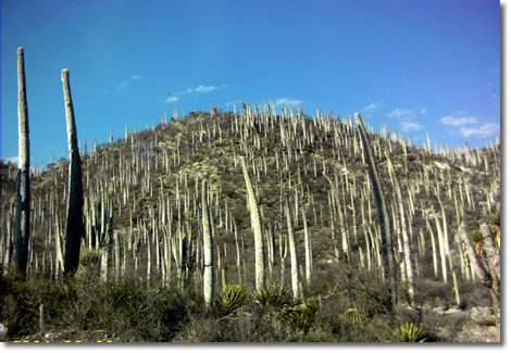 Valle de TehuacÃ¡n, estado de Puebla