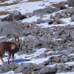 El sarrio, de los pocos animales que siempre viven en el Pirineo.  Foto: Everardo Barojas