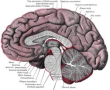 El Edema Cerebral de Altitud puede provocar sangrados cerebrales